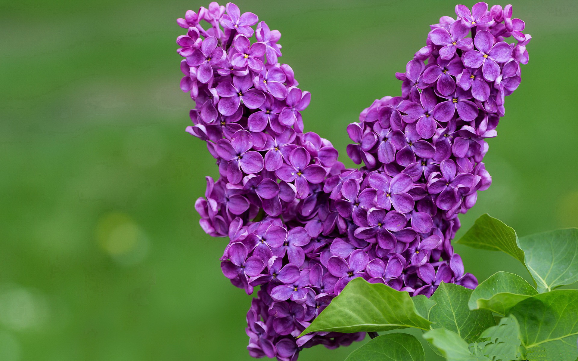 开云平台-巴特尔通过强硬防守和精准抢断，增强袋鼠队防线的稳定性，nba球员巴特尔
